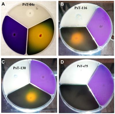 Phosphate solubilizing Pseudomonas and Bacillus combined with rock phosphates promoting tomato growth and reducing bacterial canker disease